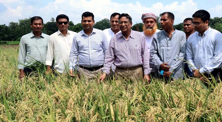 নতুন আউশে স্বল্প সময়ে বেশি ফলনের সম্ভাবনা